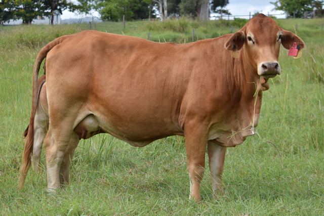 Bryvonlea Edona